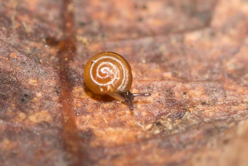 Escargotin minuscule Punctum pygmaeum (Draparnaud, 1801)