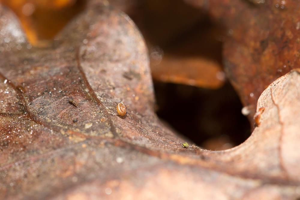 Escargotin minuscule Punctum pygmaeum (Draparnaud, 1801)