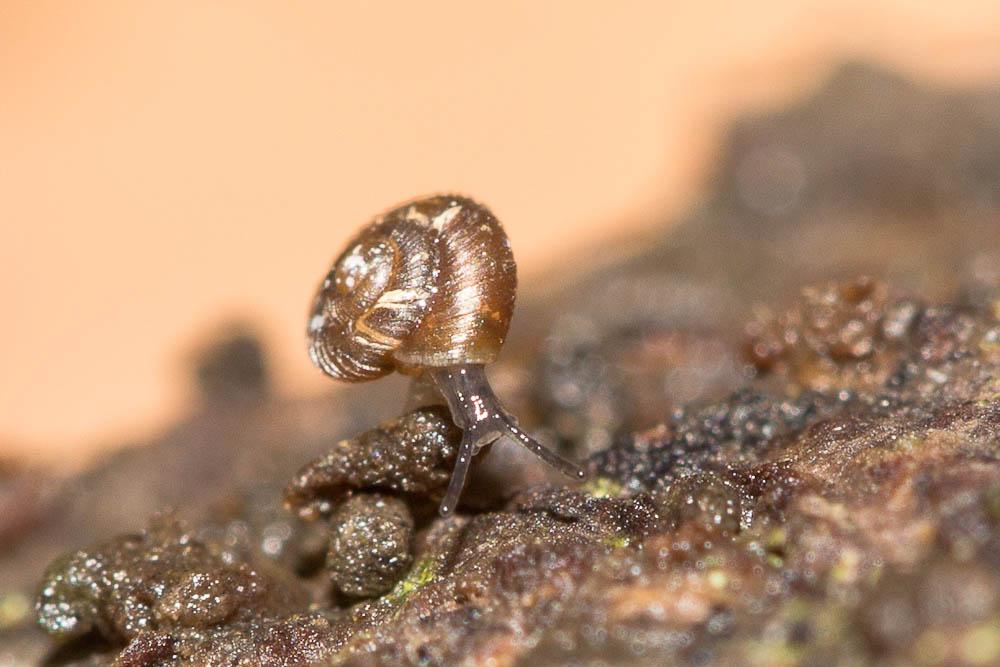 Escargotin cosmopolite Paralaoma servilis (Shuttleworth, 1852)