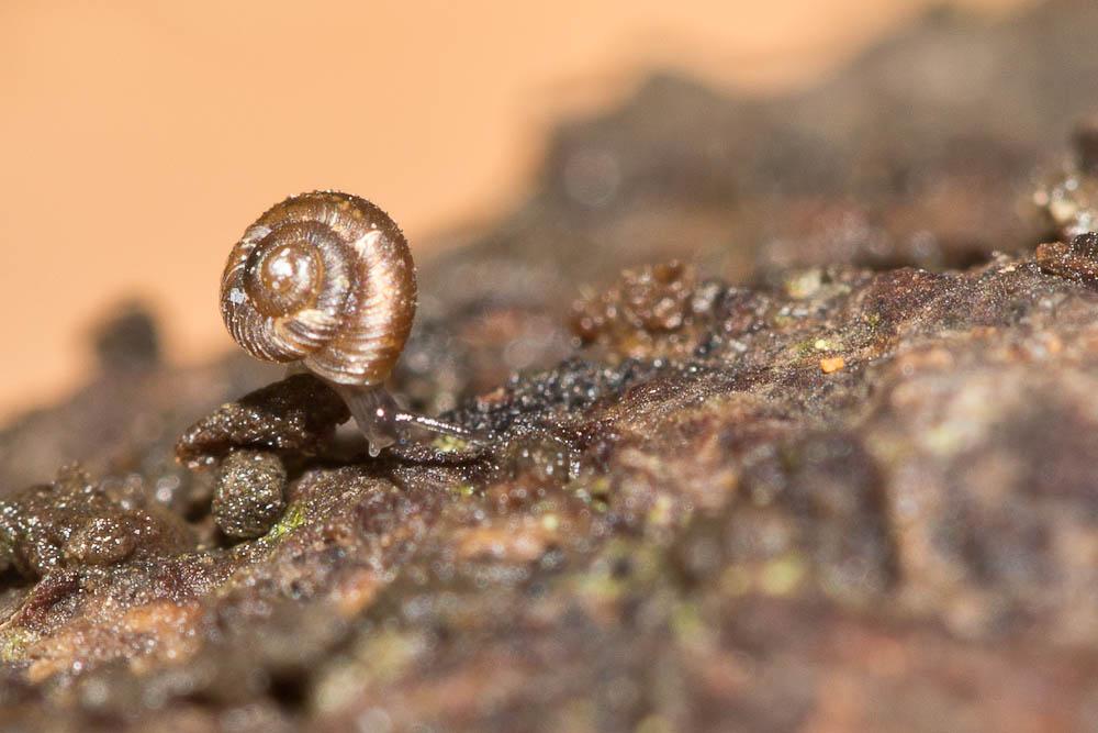 Escargotin cosmopolite Paralaoma servilis (Shuttleworth, 1852)