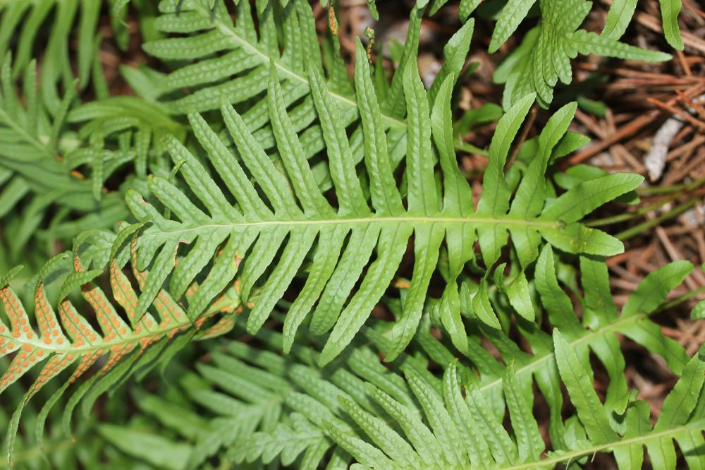 Polypode intermédiaire Polypodium interjectum Shivas, 1961