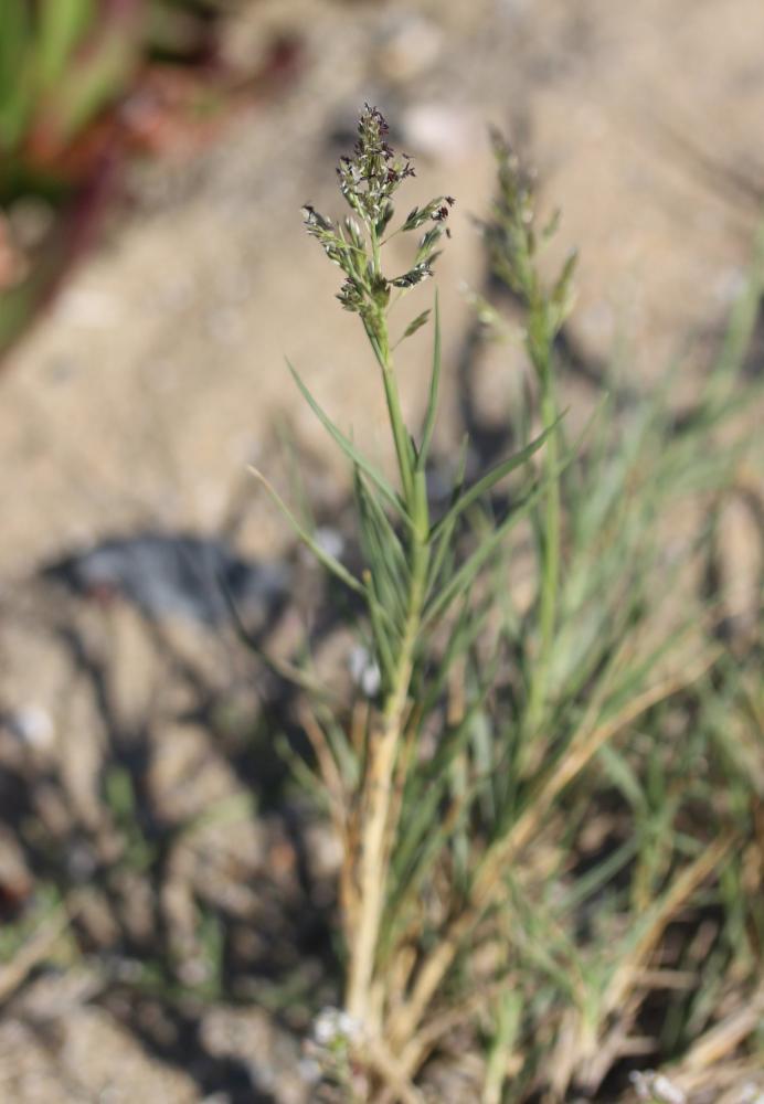 Sporobole piquant Sporobolus pungens (Schreb.) Kunth, 1829