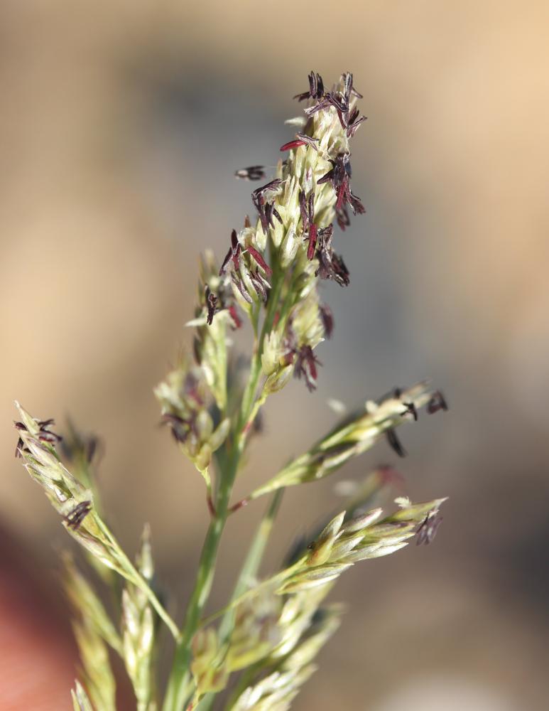 Sporobole piquant Sporobolus pungens (Schreb.) Kunth, 1829