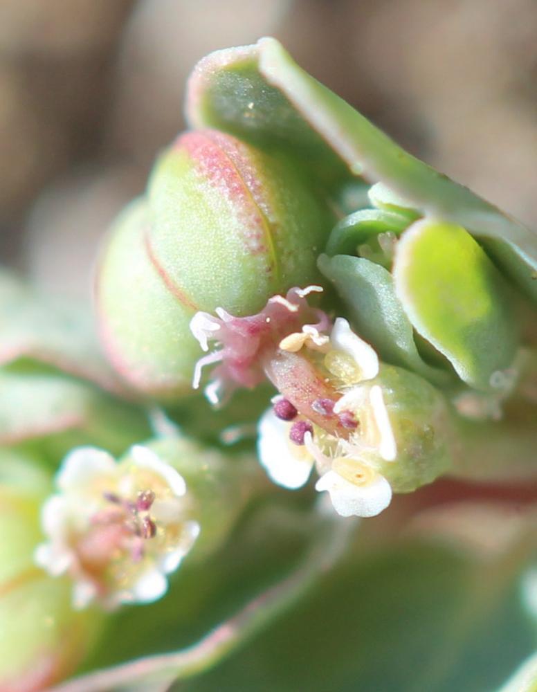 Euphorbe rampante Euphorbia serpens Kunth, 1817