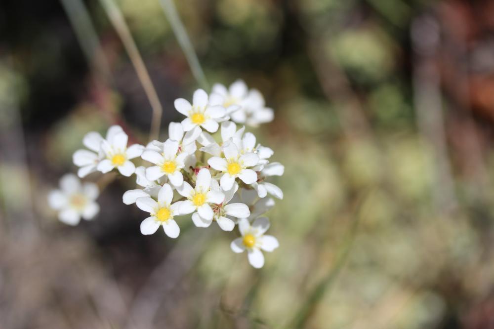 Saxifrage aizoon Saxifraga paniculata Mill., 1768
