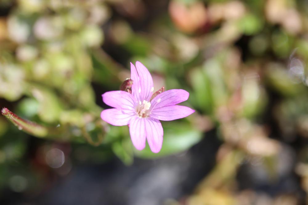 Épilobe à feuilles d'alsine Epilobium alsinifolium Vill., 1779