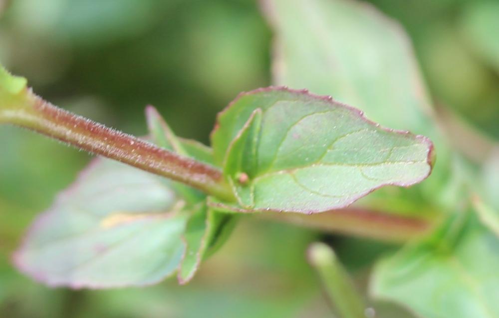 Épilobe à feuilles d'alsine Epilobium alsinifolium Vill., 1779