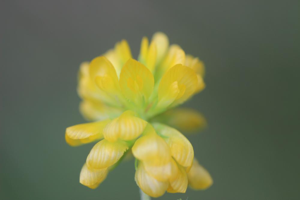 Trèfle doré, Trèfle agraire Trifolium aureum Pollich, 1777
