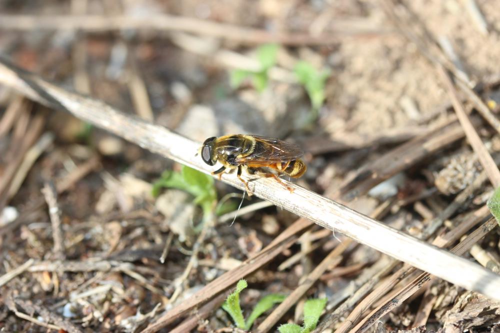 Merodon avidus (Rossi, 1790)