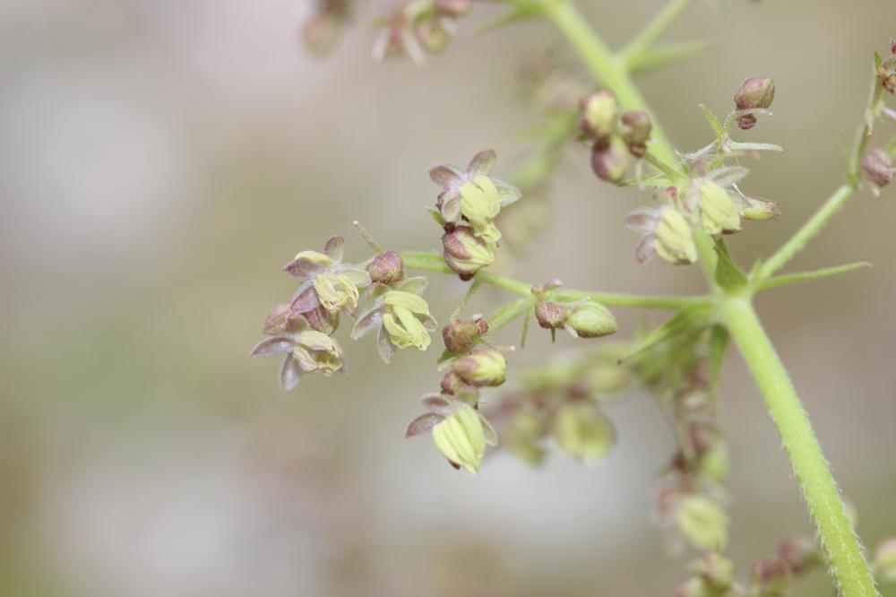 Houblon grimpant Humulus lupulus L., 1753