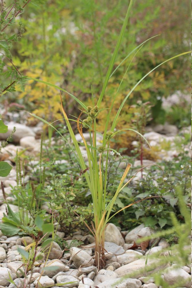 Souchet aggloméré Cyperus glomeratus L., 1756