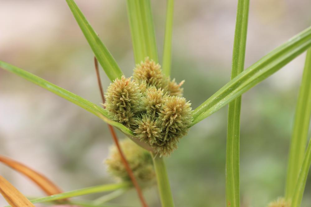 Souchet aggloméré Cyperus glomeratus L., 1756