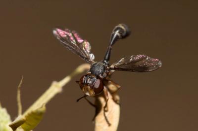  Physocephala pusilla (Meigen, 1824)