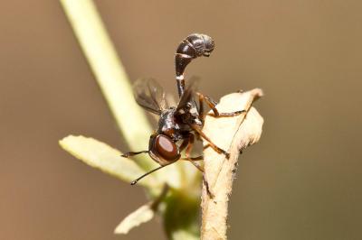  Physocephala pusilla (Meigen, 1824)