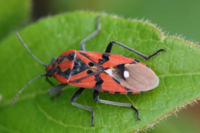  Spilostethus pandurus (Scopoli, 1763)