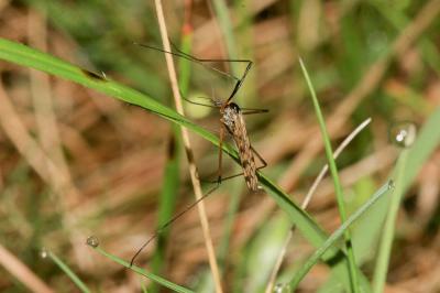  Limonia maculipennis (Meigen, 1818)