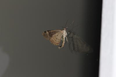 Cidarie à bandes vertes (La) Chloroclysta siterata (Hufnagel, 1767)