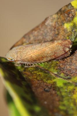  Fieberiella florii (Stål, 1864)