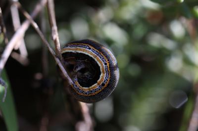 Clair-obscur (Le) Aedia leucomelas (Linnaeus, 1758)