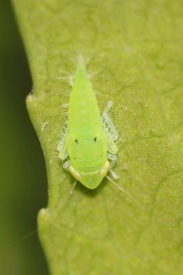  Synophropsis lauri (Horváth, 1897)