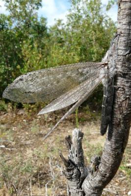  Acanthaclisis occitanica (Villers, 1789)