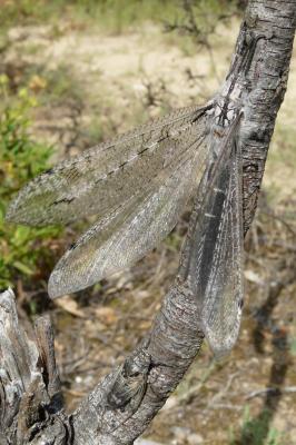  Acanthaclisis occitanica (Villers, 1789)