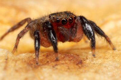  Euophrys rufibarbis (Simon, 1868)