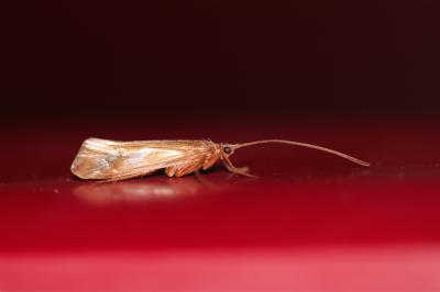  Limnephilus Leach, 1815