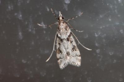  Eudonia angustea (Curtis, 1827)