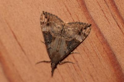 Hypène des ponts (L') Hypena obsitalis (Hübner, 1813)