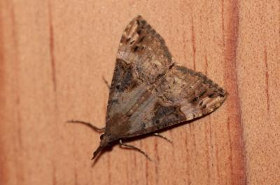 Hypène des ponts (L') Hypena obsitalis (Hübner, 1813)