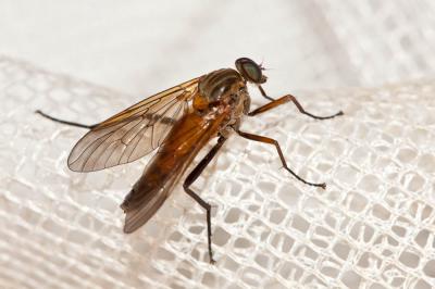  Rhagio annulatus (De Geer, 1776)