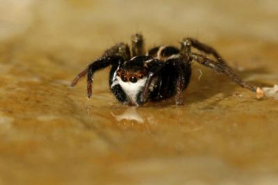  Phlegra bresnieri (Lucas, 1846)