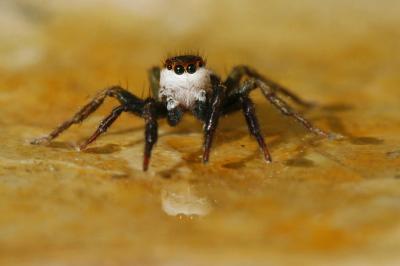  Phlegra bresnieri (Lucas, 1846)