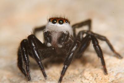  Phlegra bresnieri (Lucas, 1846)