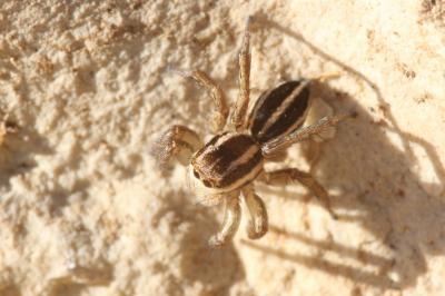  Phlegra bresnieri (Lucas, 1846)