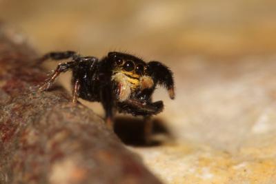  Euophrys herbigrada (Simon, 1871)