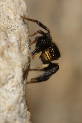  Euophrys herbigrada (Simon, 1871)