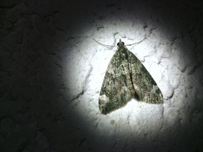 Cidarie à bandes vertes (La) Chloroclysta siterata (Hufnagel, 1767)