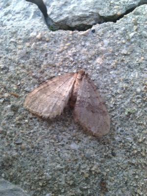 Cheimatobie hiémale (La), Phalène brumeuse (La) Operophtera brumata (Linnaeus, 1758)