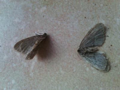 Cheimatobie hiémale (La), Phalène brumeuse (La) Operophtera brumata (Linnaeus, 1758)