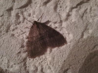 Cheimatobie hiémale (La), Phalène brumeuse (La) Operophtera brumata (Linnaeus, 1758)
