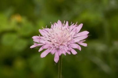 Scabieuse maritime Scabiosa atropurpurea var. maritima (L.) Fiori, 1903