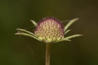 Scabieuse maritime Scabiosa atropurpurea var. maritima (L.) Fiori, 1903
