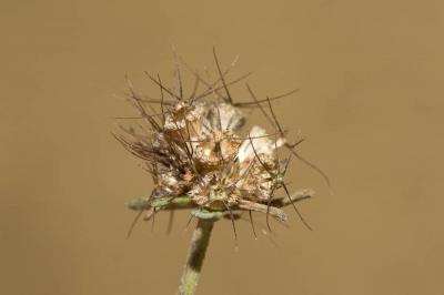 Scabieuse maritime Scabiosa atropurpurea var. maritima (L.) Fiori, 1903