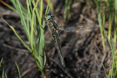 Cordulie alpestre (La) Somatochlora alpestris (Selys, 1840)