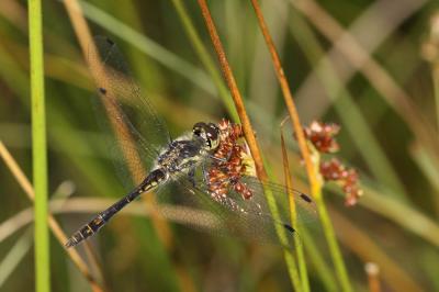 Sympétrum noir (Le) Sympetrum danae (Sulzer, 1776)