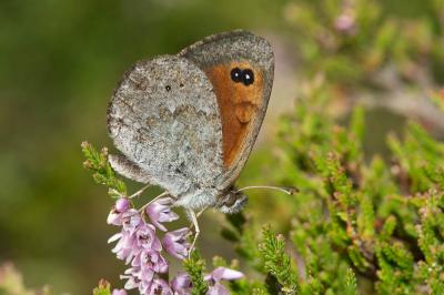 Moiré de Rondou (Le) Erebia rondoui Oberthür, 1908
