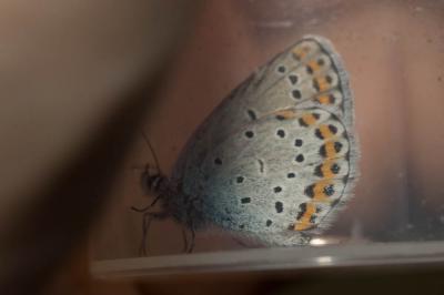 Azuré des Coronilles (L'), Azuré porte-arceaux (L' Plebejus argyrognomon (Bergsträsser, 1779)
