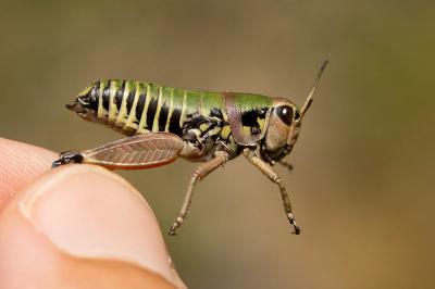 Miramelle pyrénéenne Cophopodisma pyrenaea (Fischer, 1853)